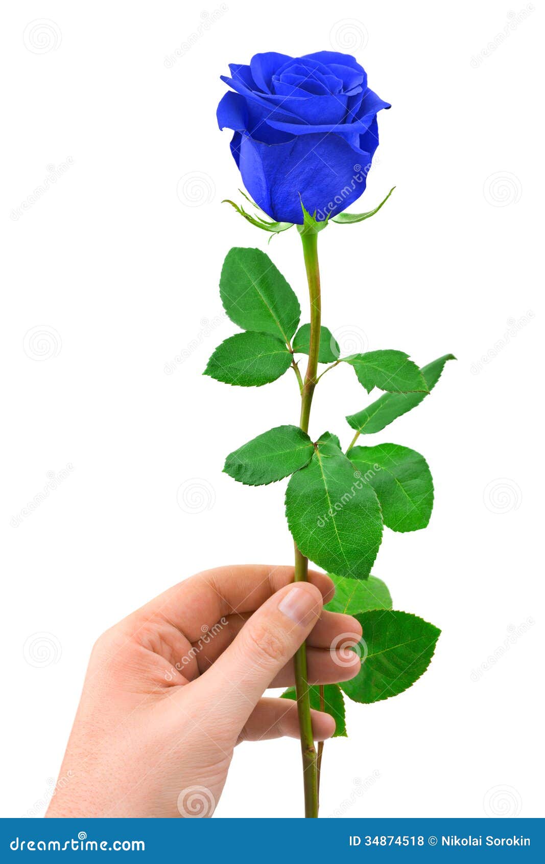 Blue rose in hand stock photo. Image of hand, leaf, romance 34874518