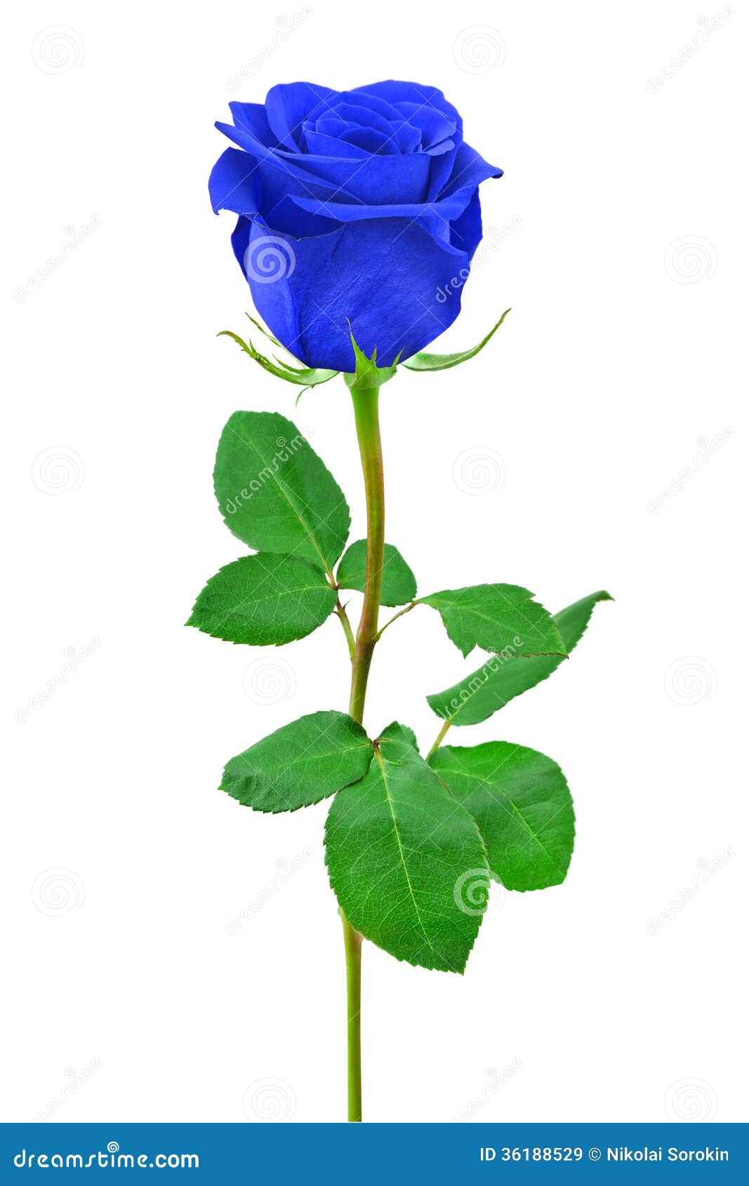 Blue rose stock image. Image of flower, single, background - 36188529