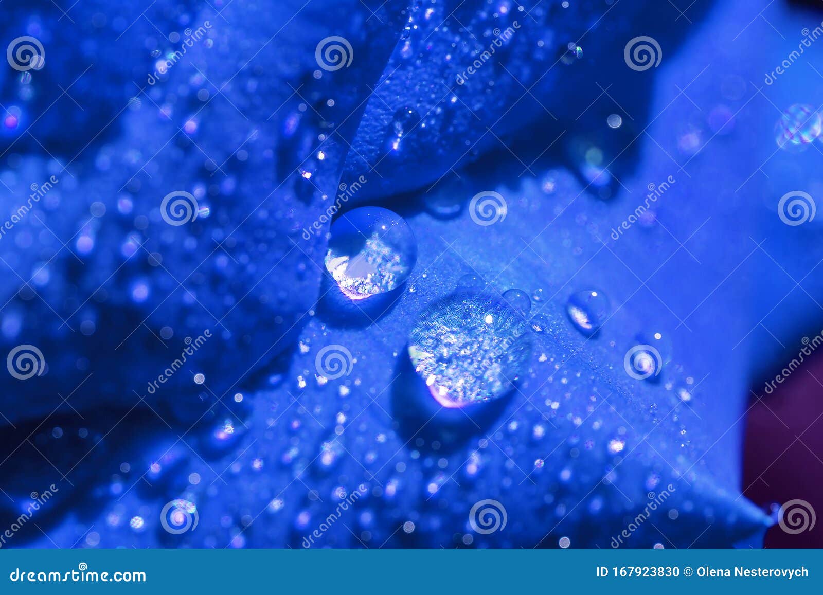 Beautiful flower, dew, drops, nature, purple, HD wallpaper | Peakpx