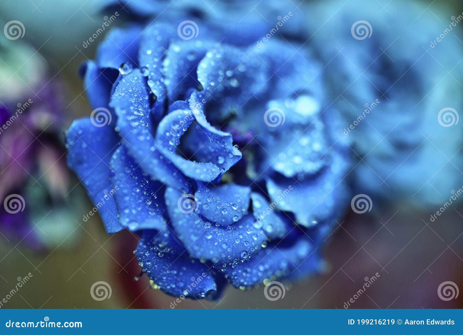 2 522 Blue Rose Water Drops Photos Free Royalty Free Stock Photos From Dreamstime