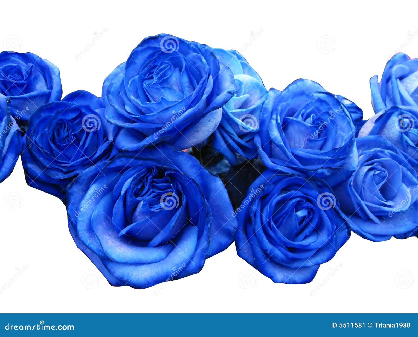 61,743 Rosas azules Fotos de stock - Fotos de archivo libres y sin royalties de Dreamstime