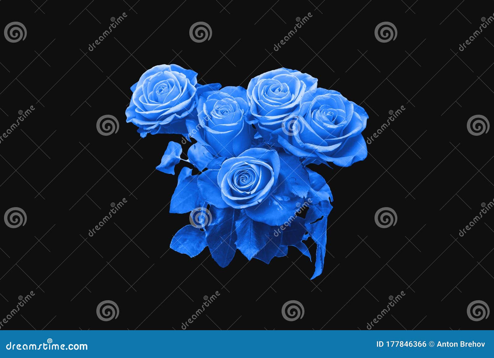 Blue Roses on a Black Background. Contemporary Art, Minimalism Stock