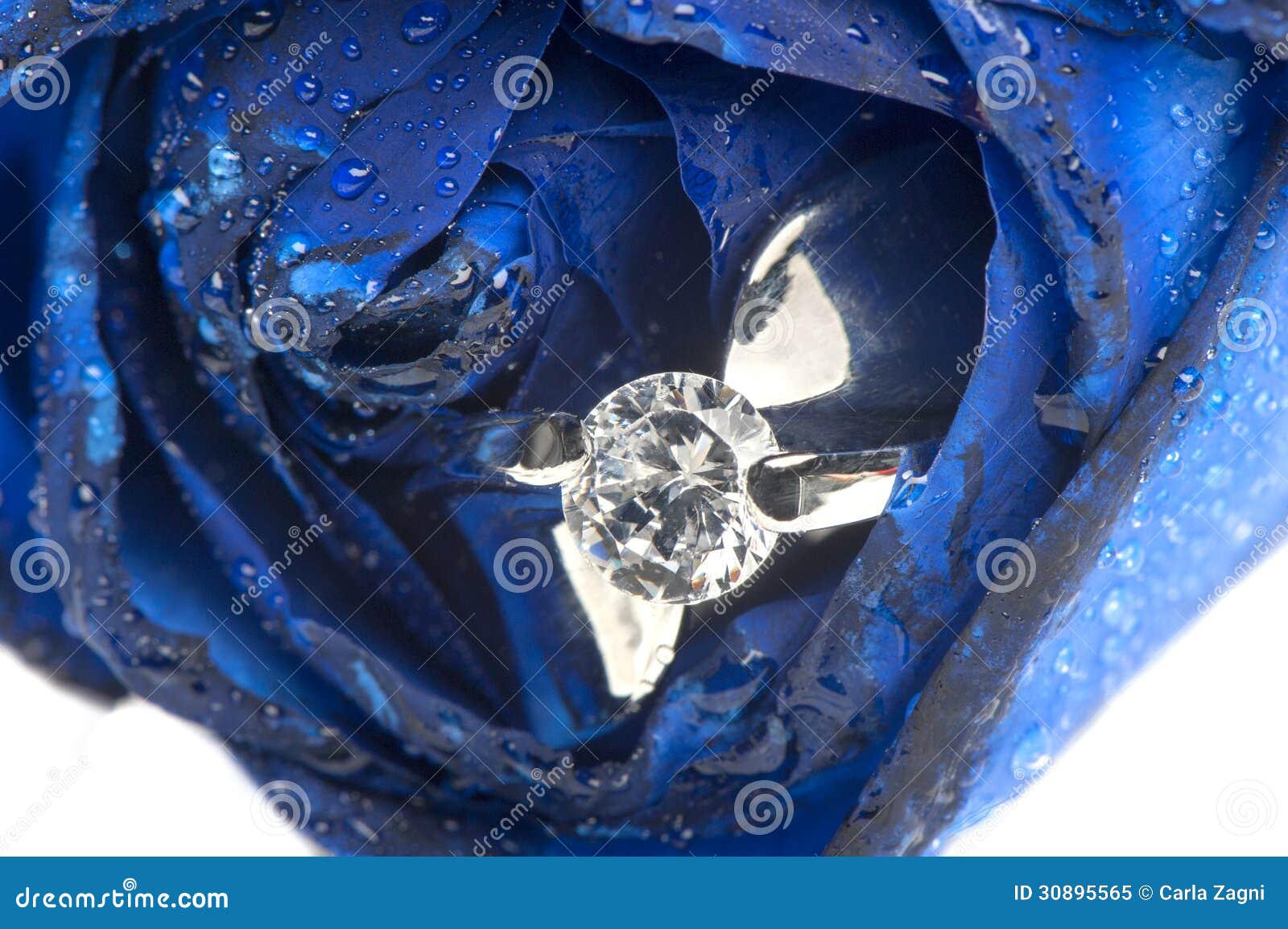 Blue Roses and Wedding Rings Stock Image Image of holiday, marriage