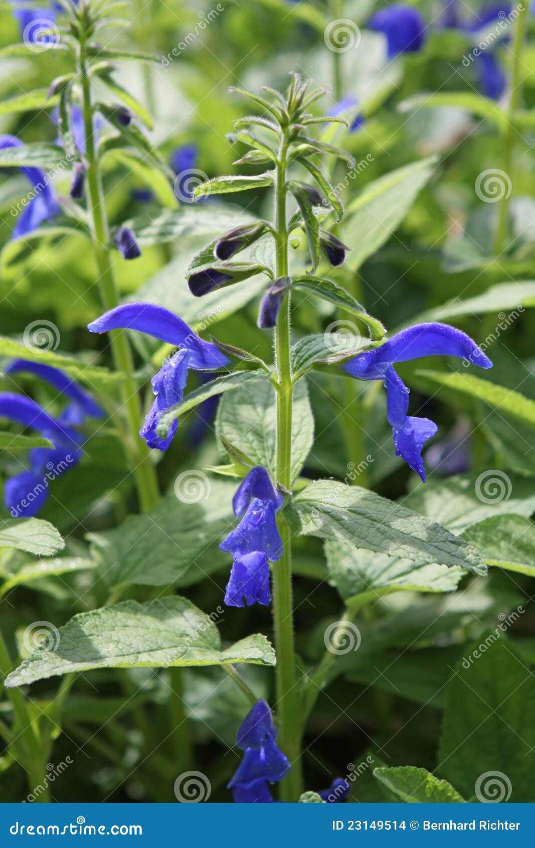 Blue Sage stock photo. Image of blossom, closeup, bush 23149514