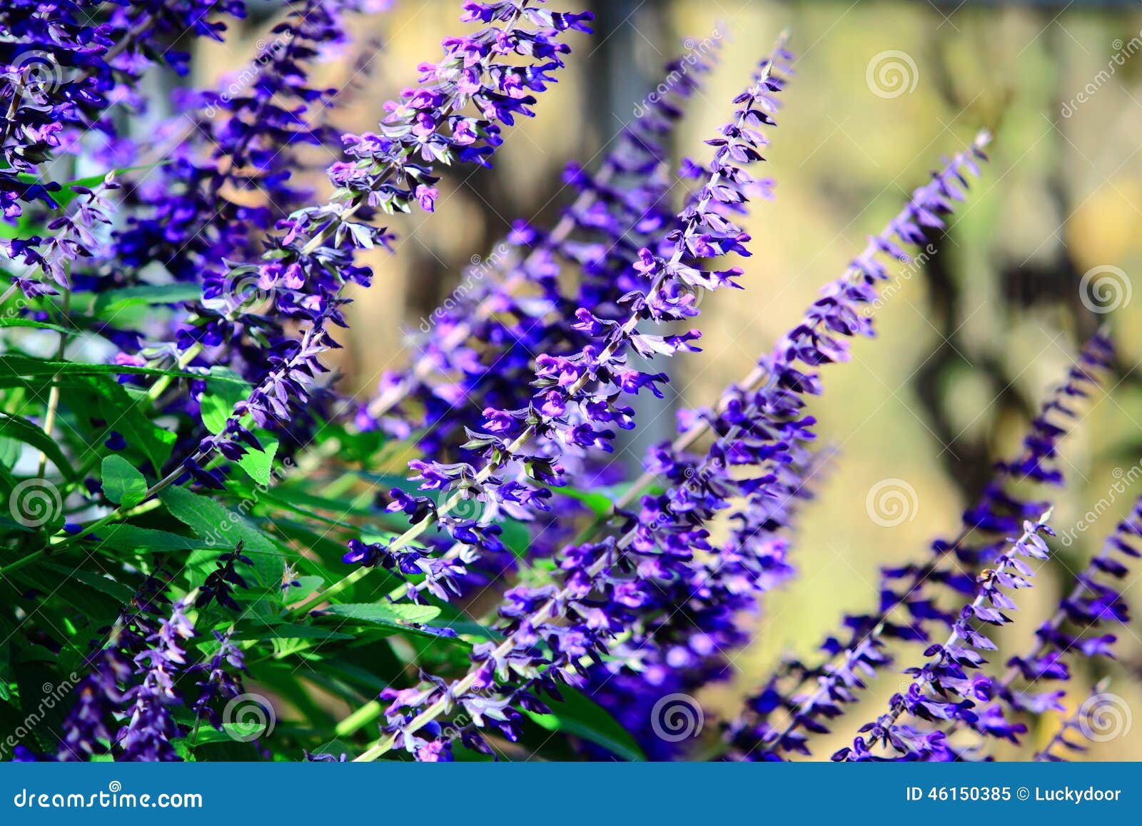Blue Sage Flowers stock image. Image of lavenders, perennial 46150385