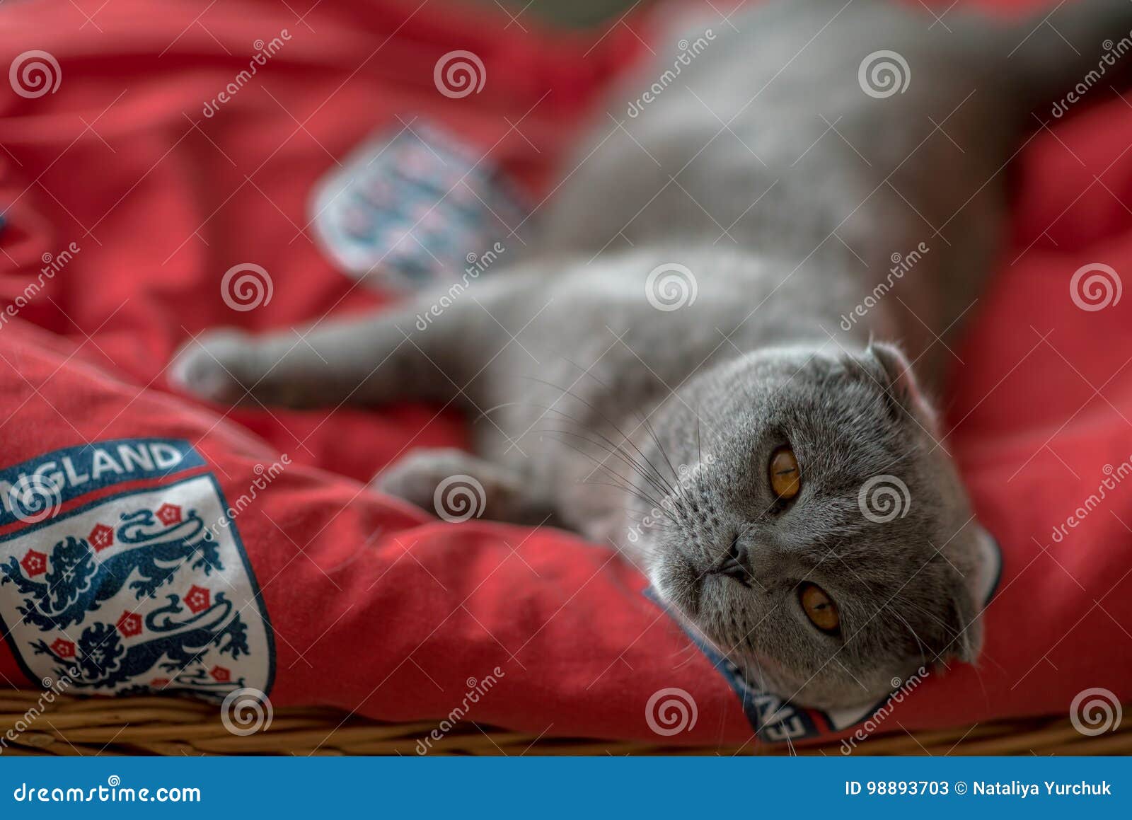 blue scottish fold cat lays on a red carpet