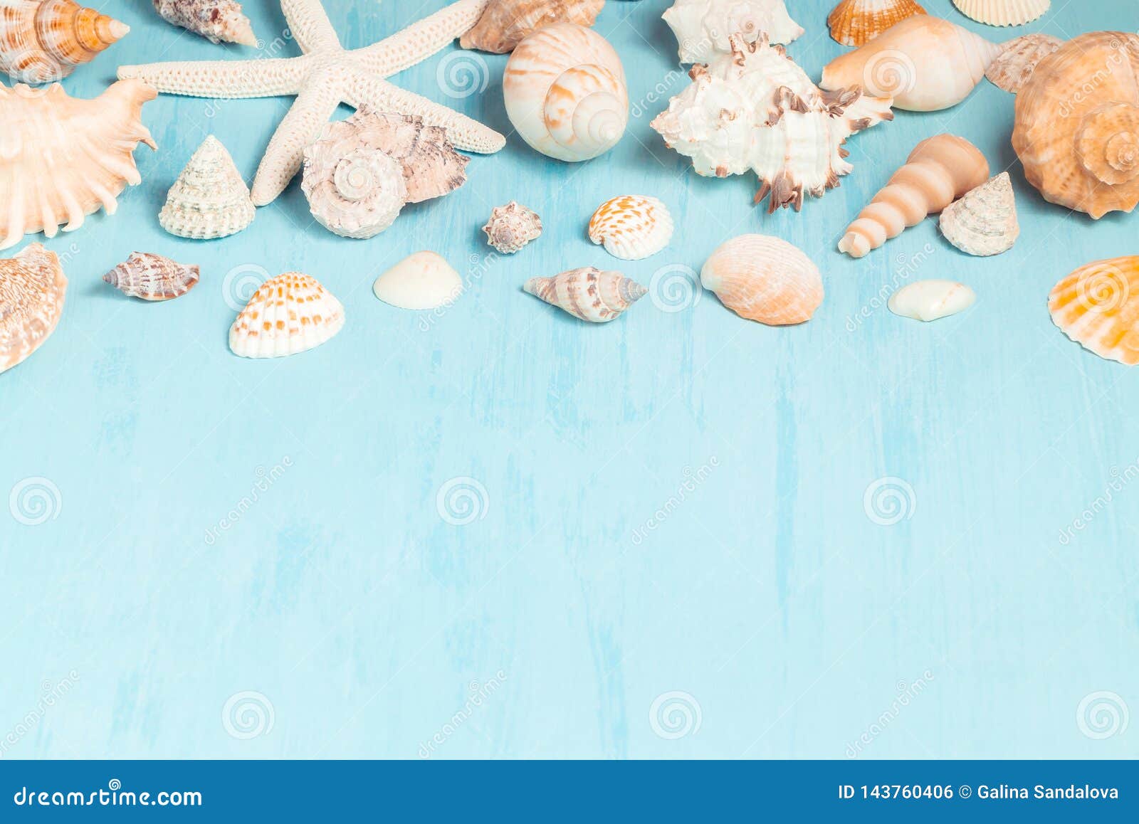 blue seashell wallpaper