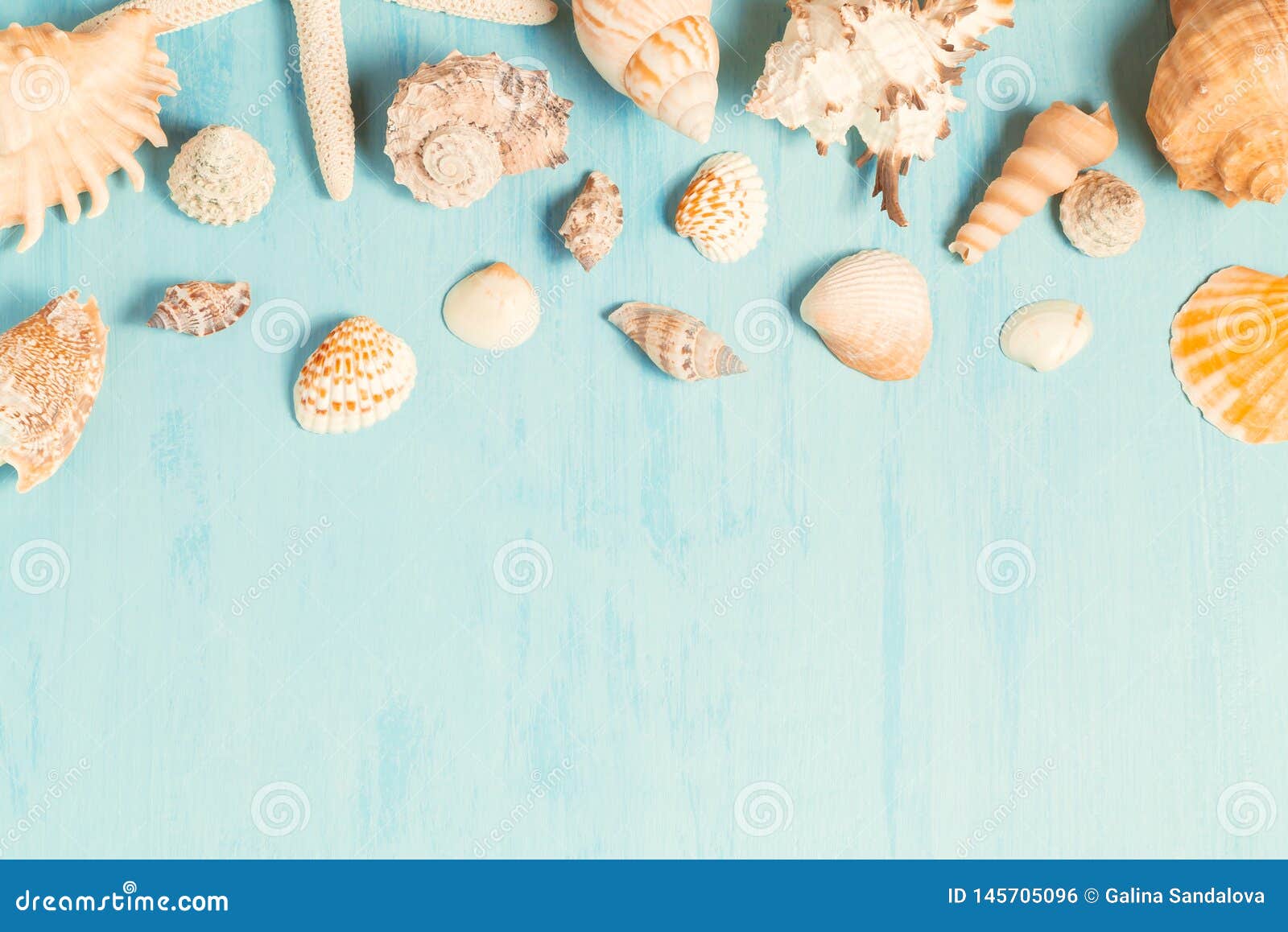 blue seashell wallpaper