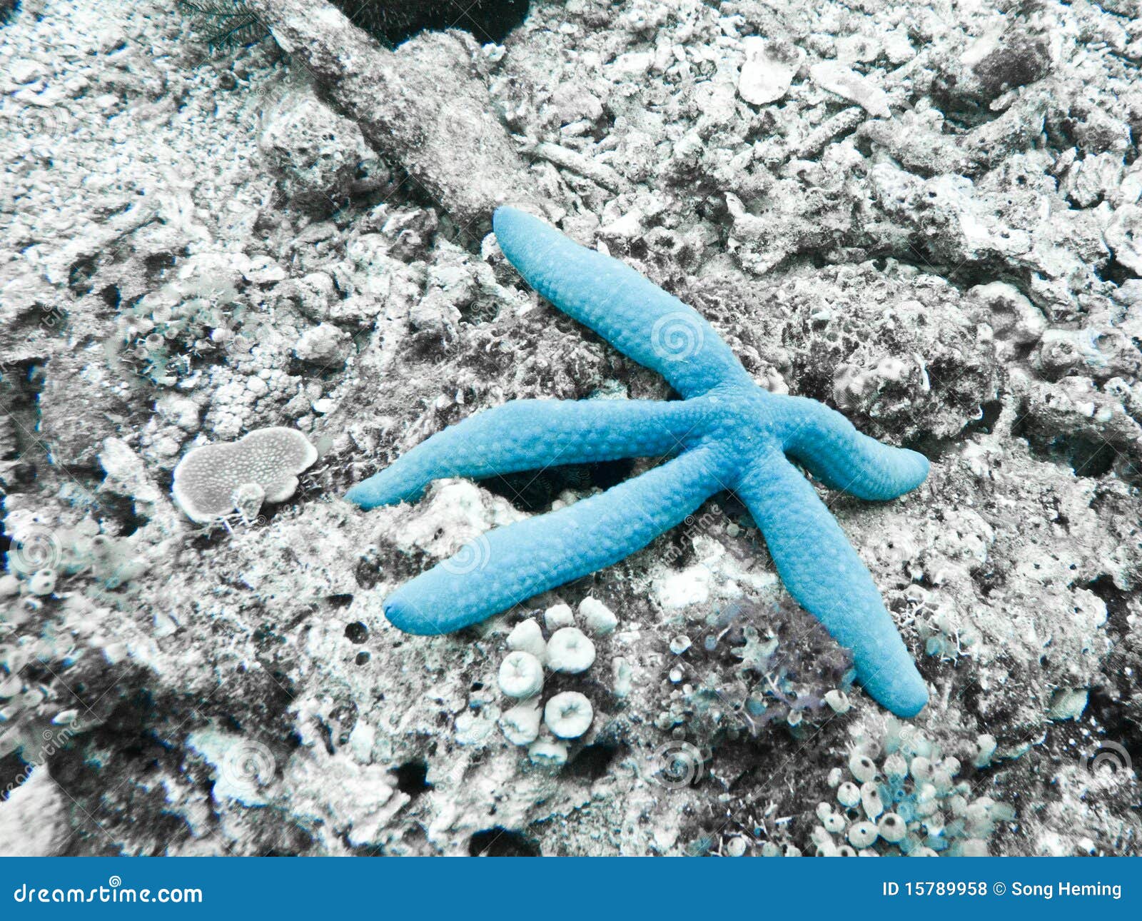 Blue Sea Star stock photo. Image of close, pearl, dive 15789958