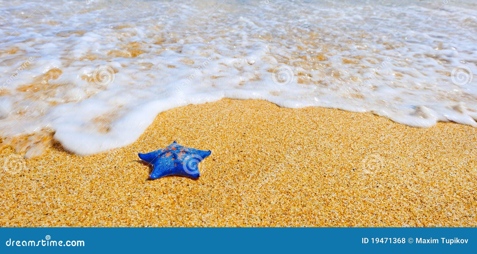 Blue Sea Star at the Sand Beach Stock Photo Image of fish, leisure