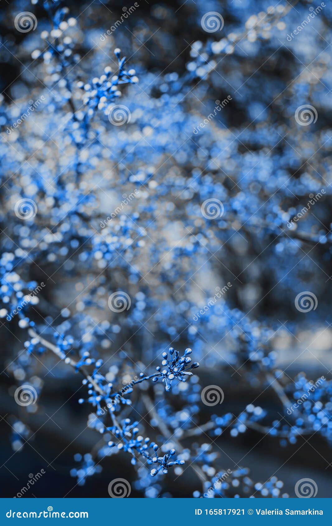 Beautiful nature images with Blue background tree Perfect for desktop and mobile screens