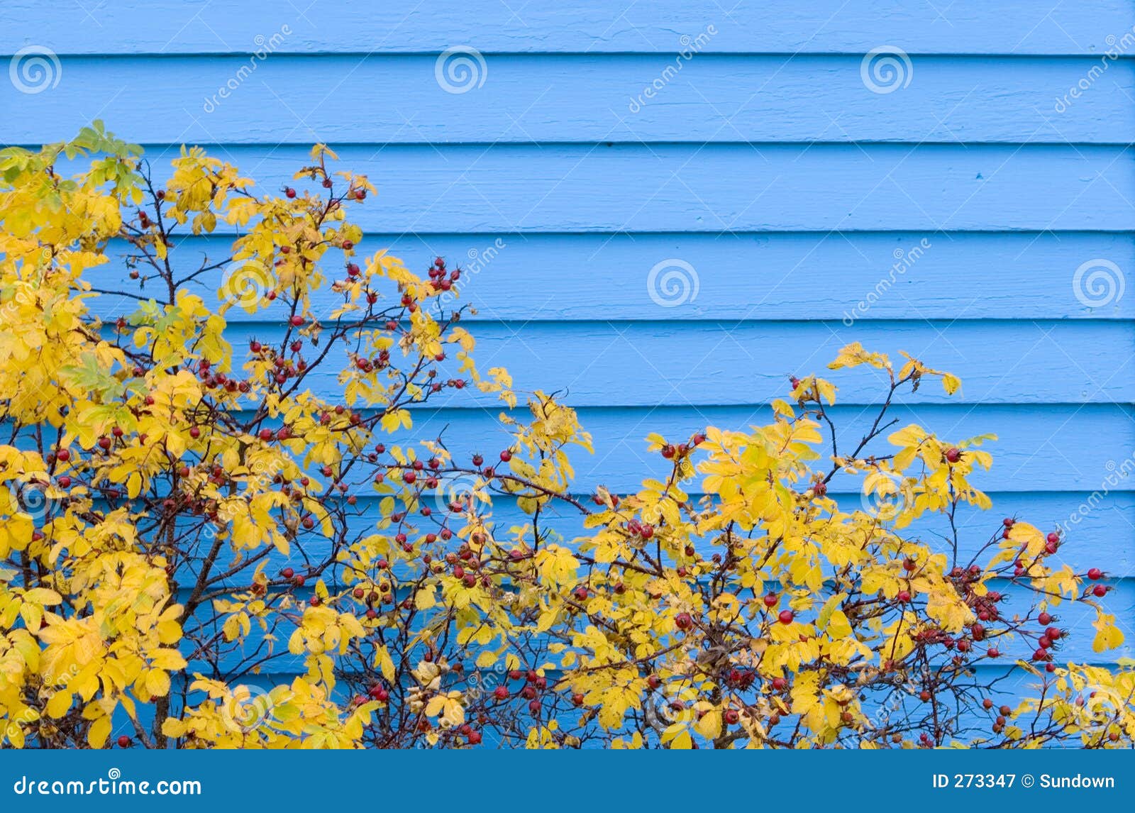blue siding in autumn