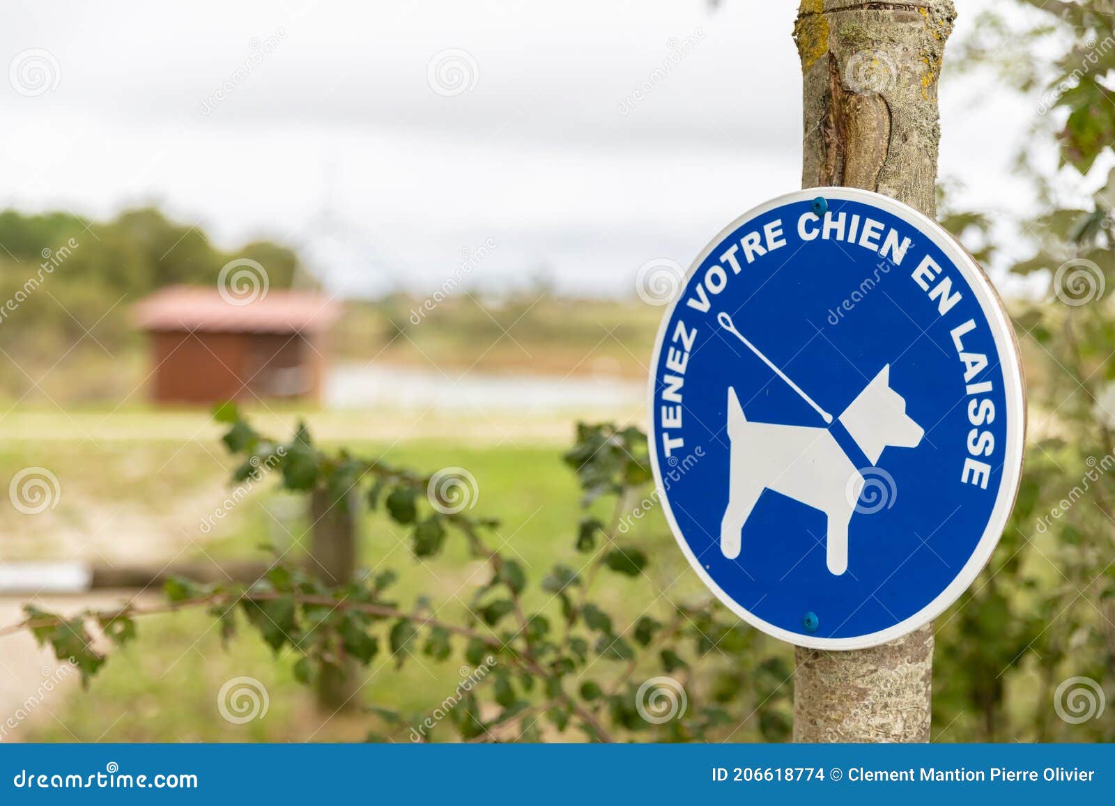 blue sign authorizing the walking of dogs with leash