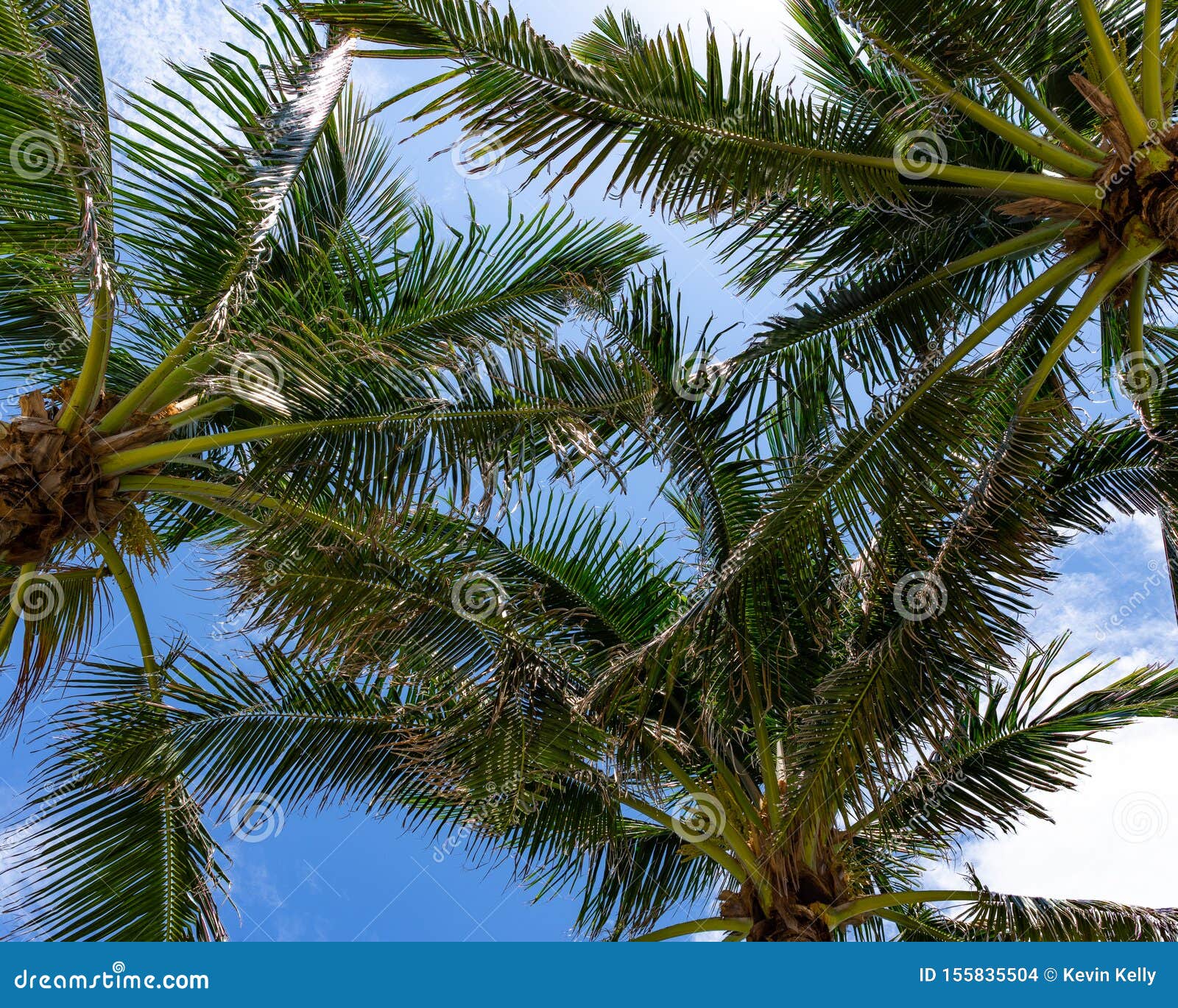 South Florida Coastal Palm Trees and Beach Stock Photo - Image of water ...