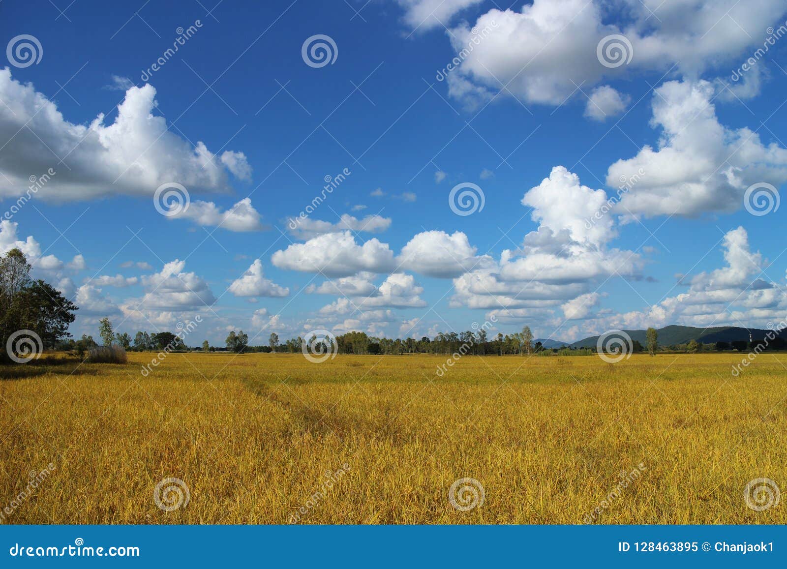 Blue Sky And Beautiful Cloud With Meadow Tree Stock Image Image