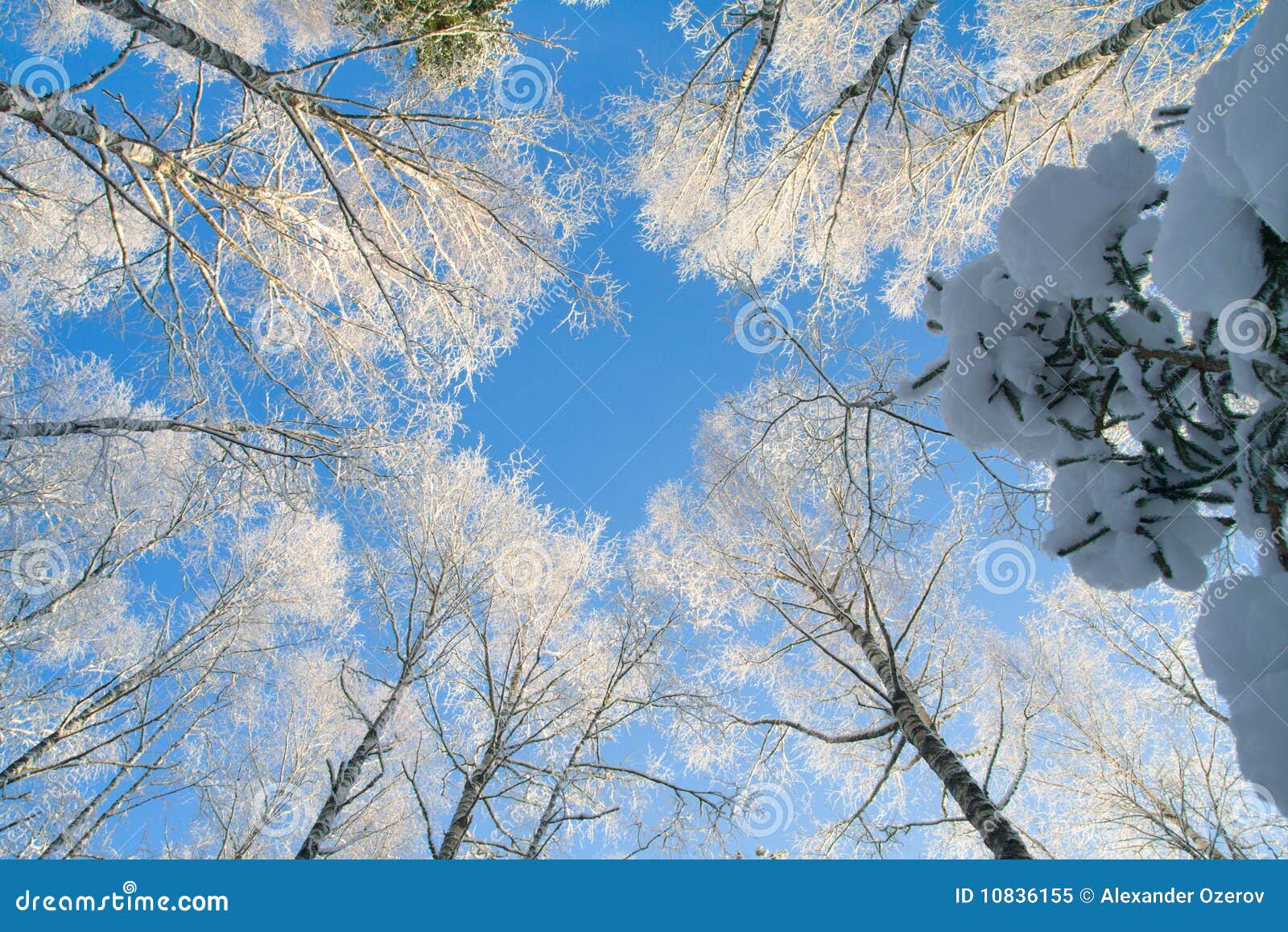 This is blue sky in beautiful winter forest