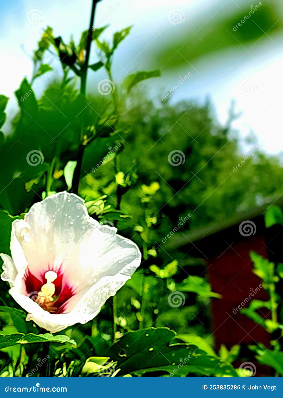 Blue Sky Bloom Flower Happiness Stock Photo Image of happiness, bloom