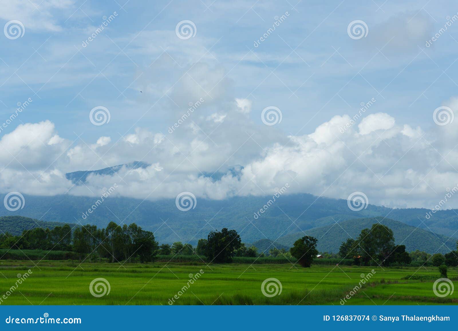 Blue Sky And Cloud With Meadow Tree Plain Landscape Background