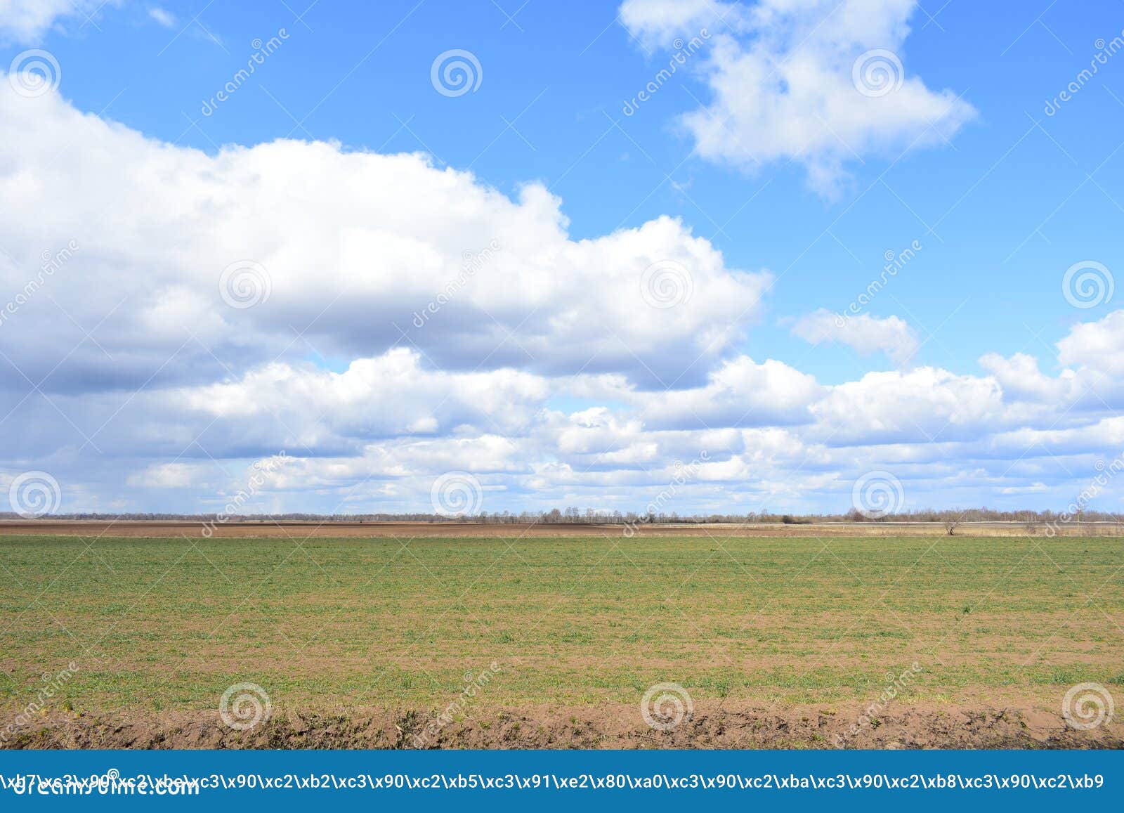 blue sky. clouds over the field. in the distance, the forest and the village. a large field of young grass, boundless. agricultura
