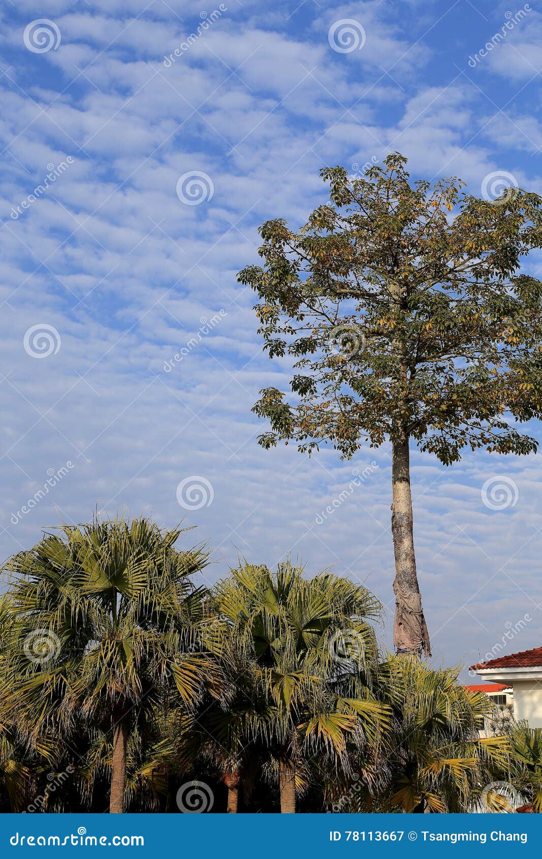 blue sky with peacefull cotton clouds