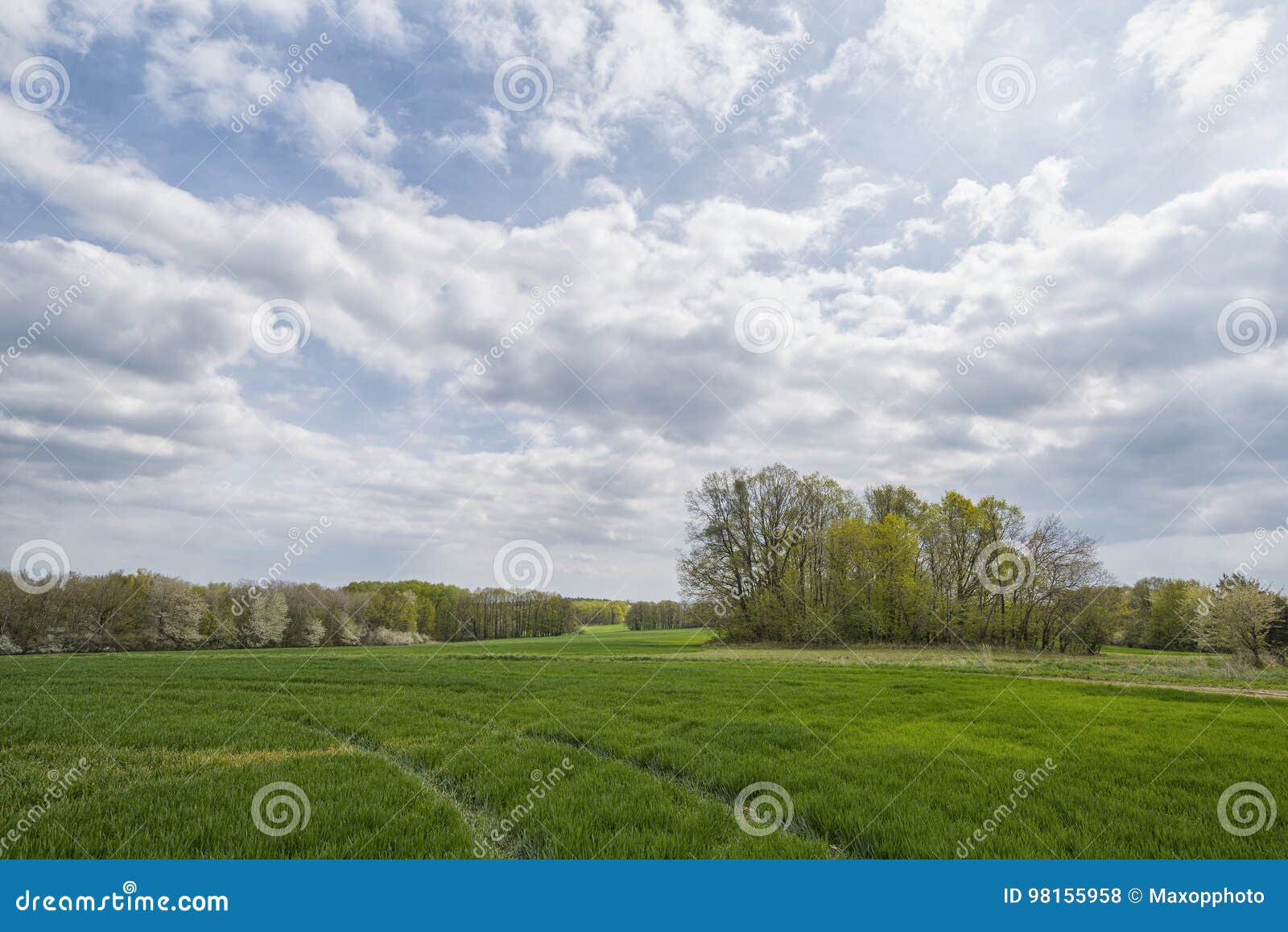 Blue Sky in the Spring in the Field with Trees Stock Photo Image of