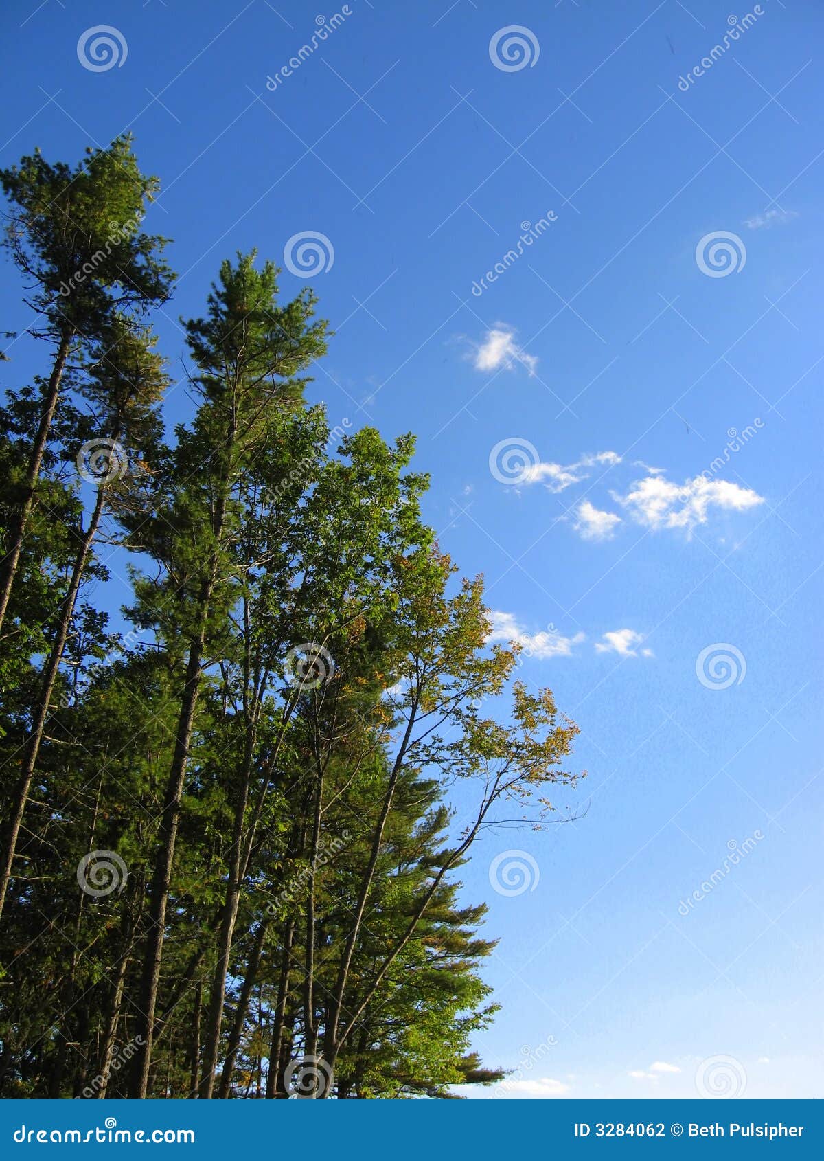 Blue Sky, Tall Pines, Clouds Stock Photo Image of reach, sunshine