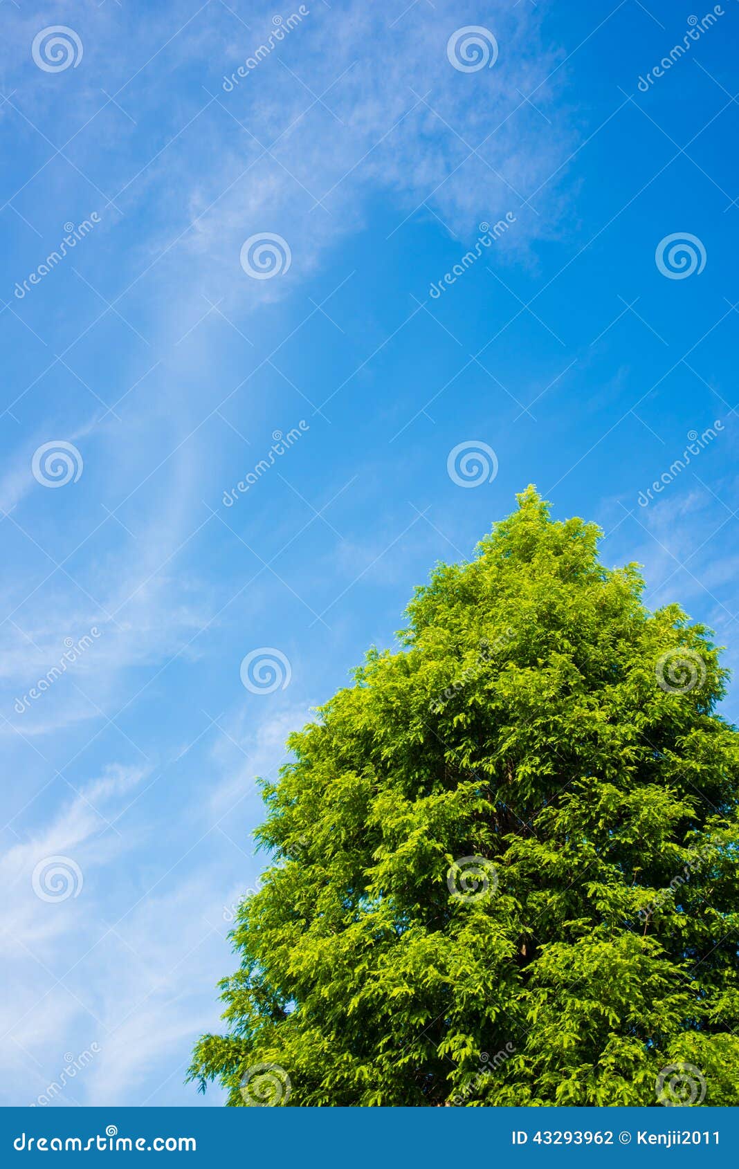 metasequoia background image metasequoia background image