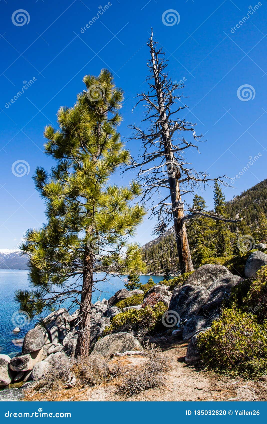 tall trees blue sky and water lake tahoe rubicon trail