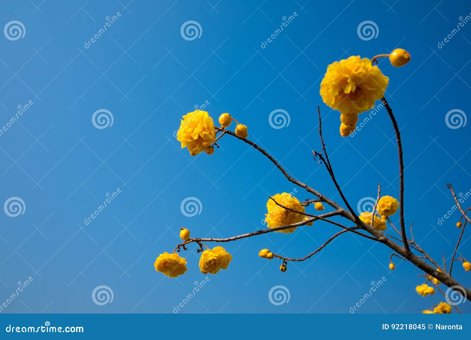 Blue Sky and Yellow Flowers Stock Image Image of closeup, nature