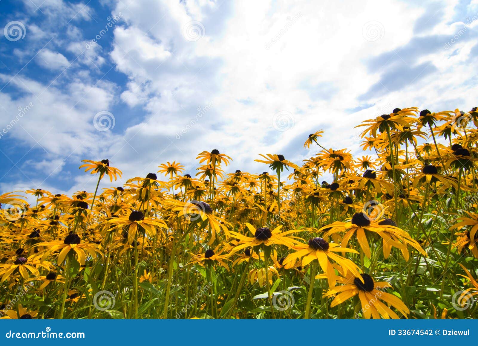 Blue Sky and Yellow Flowers Stock Photo Image of landscape, color