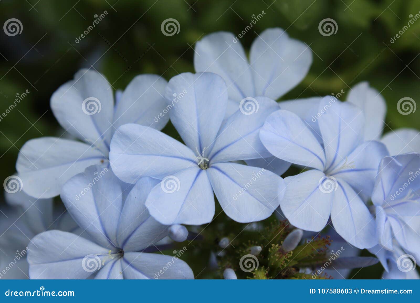 blue small flowers