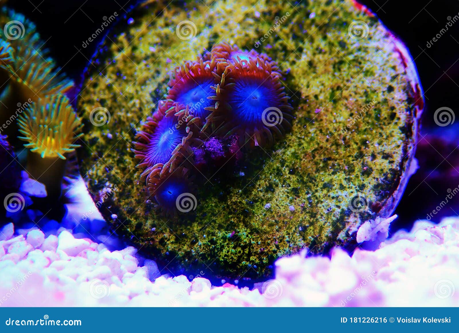 blue smurf caribbean zoanthus polyps on macro underwater photography scene