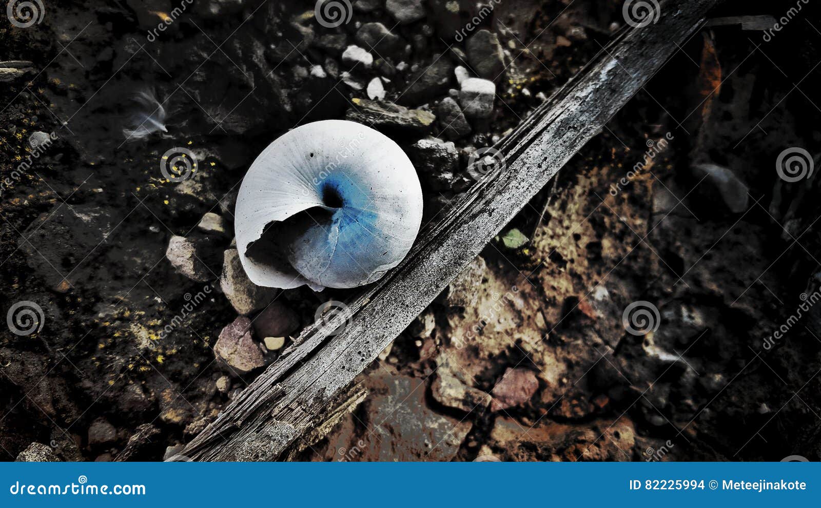 Blue Snail Shell on the Soil Stock Photo Image of plant, natural