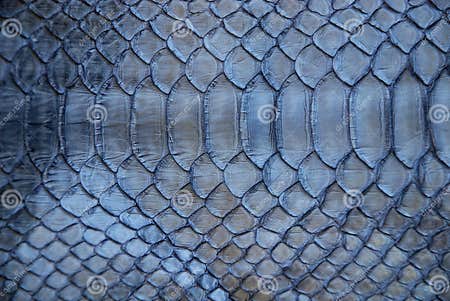 Blue snake skin stock image. Image of fashion, poison - 2359503