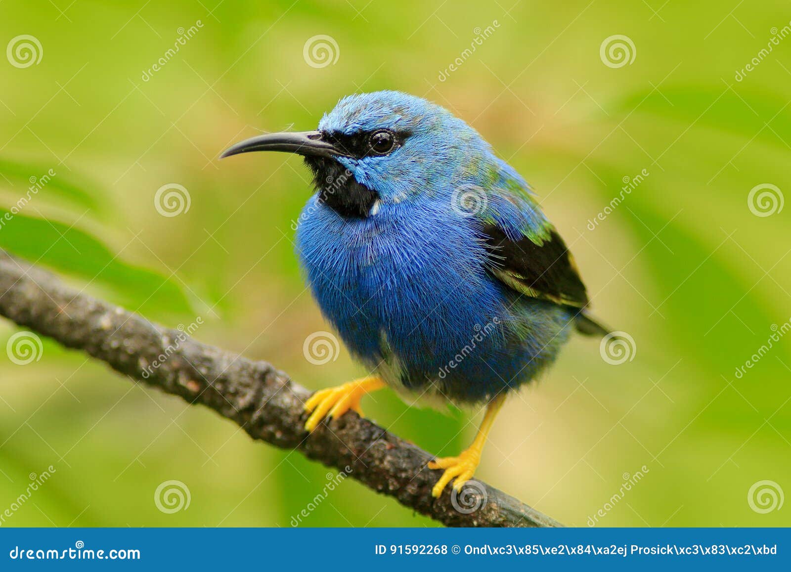 blue songbird in the nature habitat. beautiful blue exotic tropic blue bird with yellow leg, nicaragua. shining honeycreeper, cyan