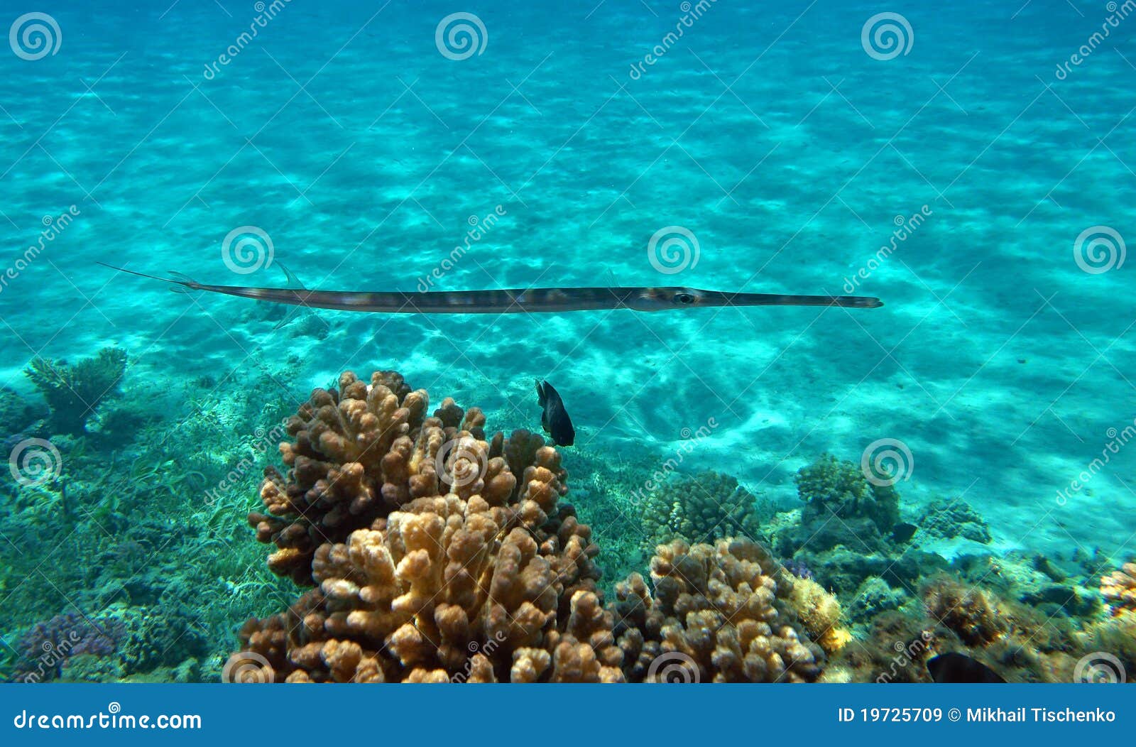 Bluespotted fish stock image. Image of nature 19725709