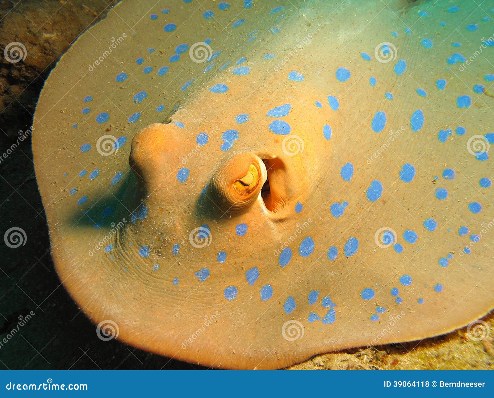 Close-up of a blue-spotted stingray