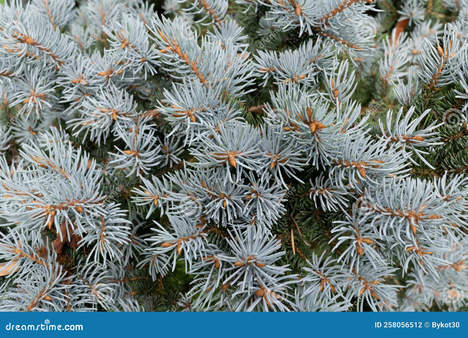 Branches of a Blue Spruce, Closeup. Conifer Tree Stock Photo Image