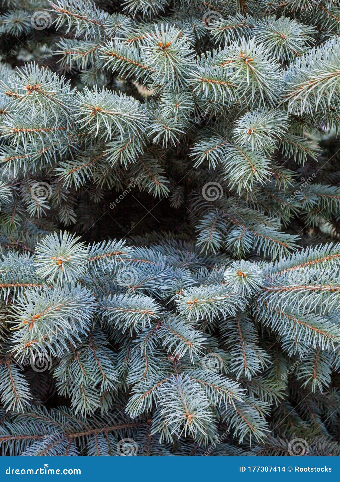 Blue spruce branches stock photo. Image of needleleaved 177307414