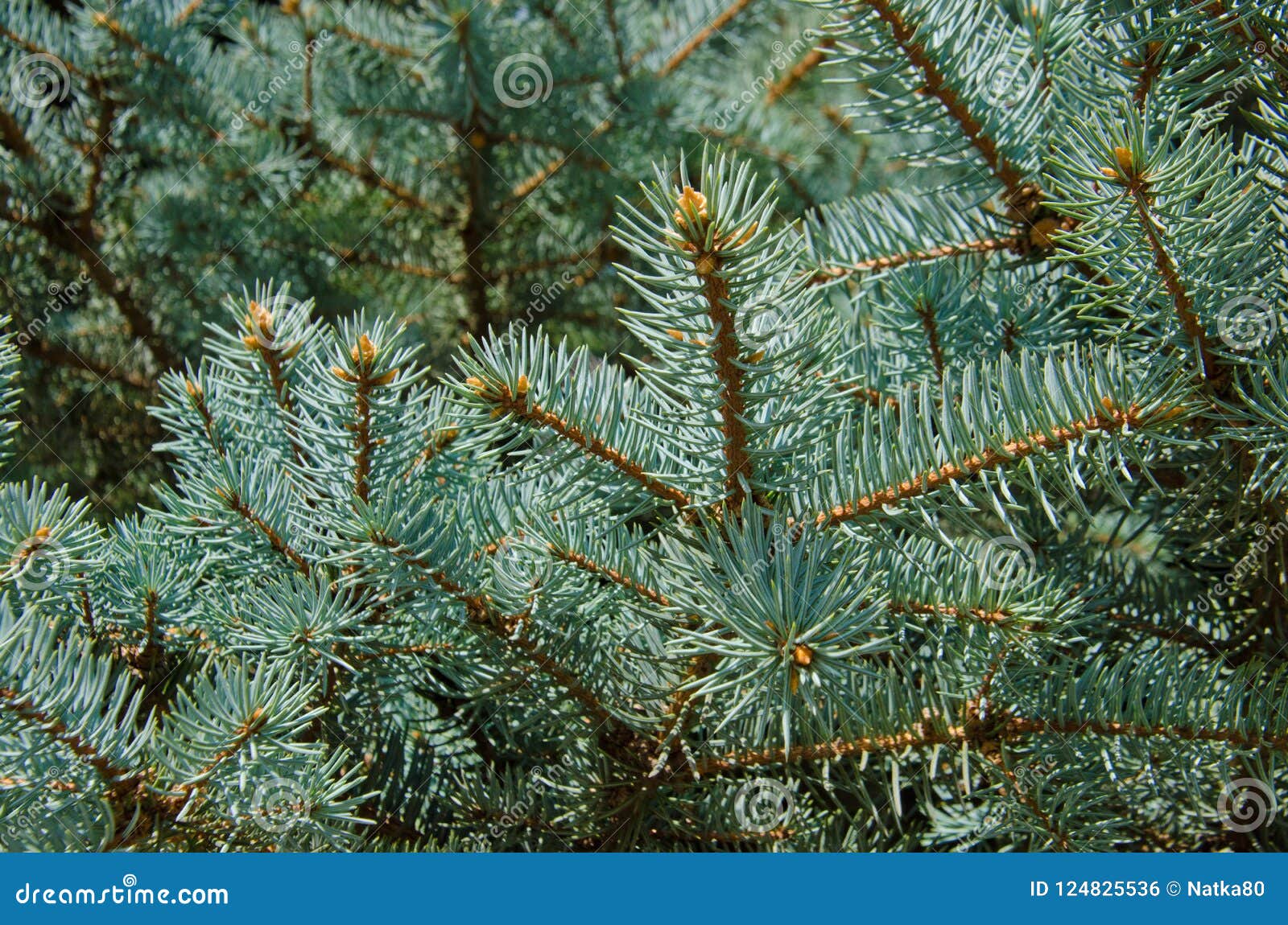 Blue spruce branches stock photo. Image of garden, needle 124825536
