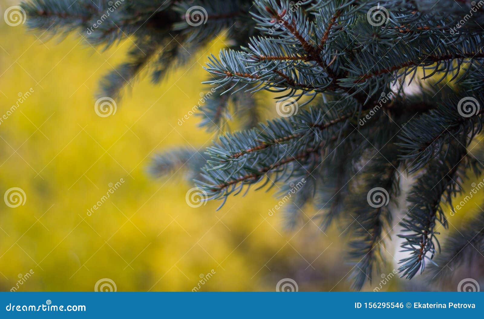 Blue Spruce Branches On A Yellow Background Close Up Beautiful
