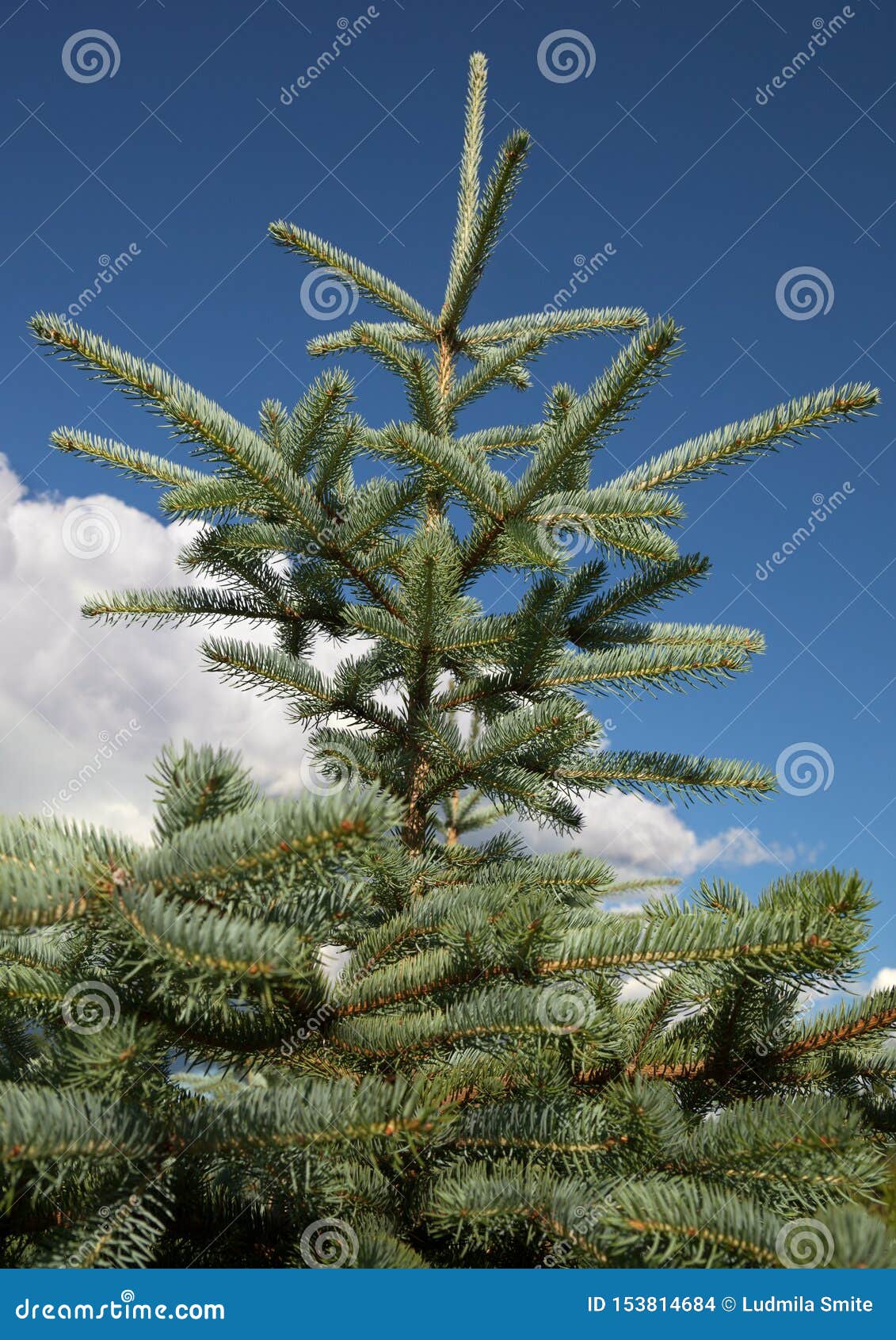 Blue Spruce is Growing in Nature Stock Photo Image of holiday, potted