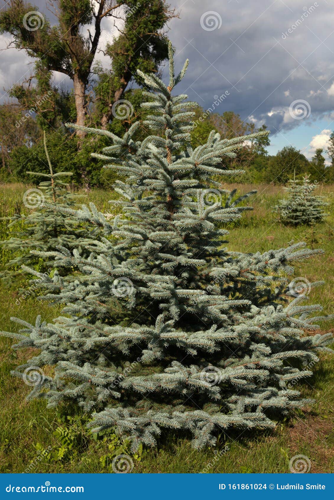 Blue Spruce is Growing in Nature Stock Photo Image of evergreen