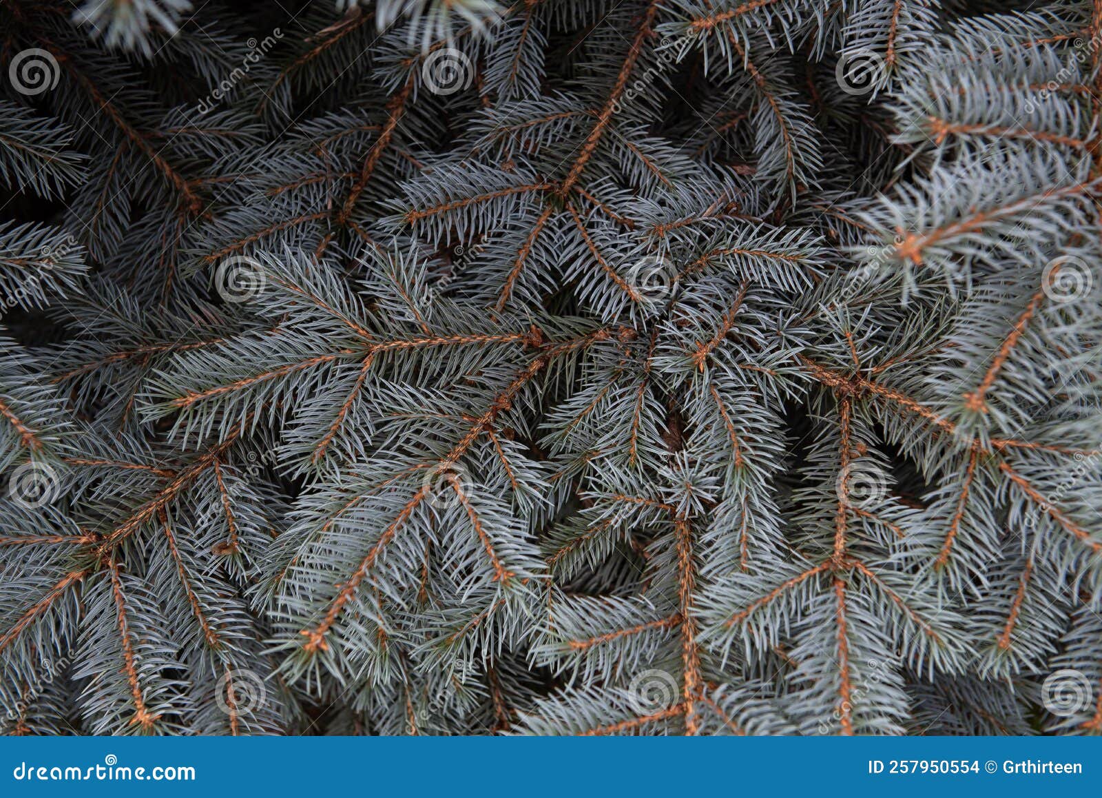 Blue Spruce. Needles and Branches of Blue Spruce Closeup Stock Photo Image of landscape