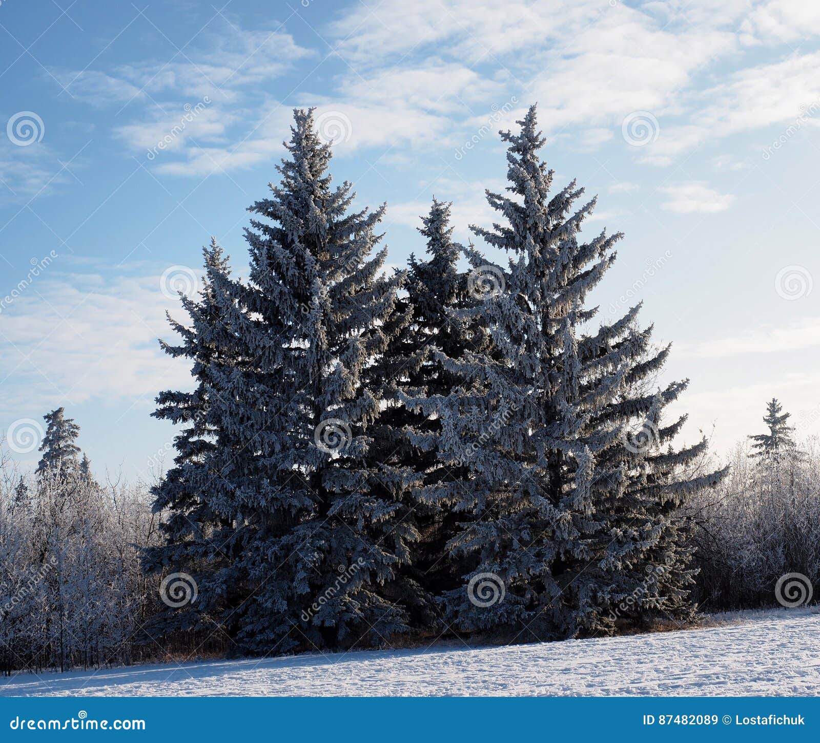 Blue Spruce or Picea Pungens with Deciduous Trees Stock Image Image of cones, deciduous 87482089