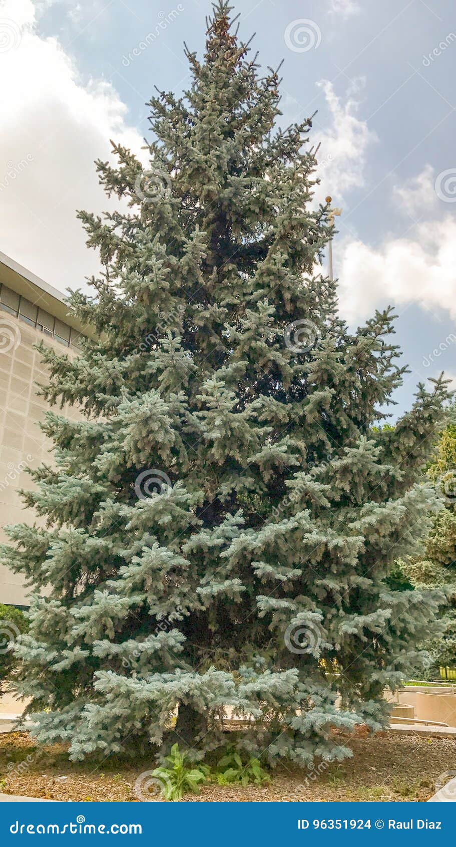 Blue Spruce stock photo. Image of natural, spruce, trunk 96351924