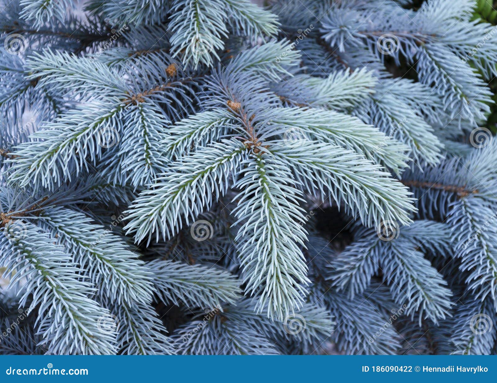Blue Spruce Tree with Blue Needles Stock Photo Image of branch, fresh 186090422