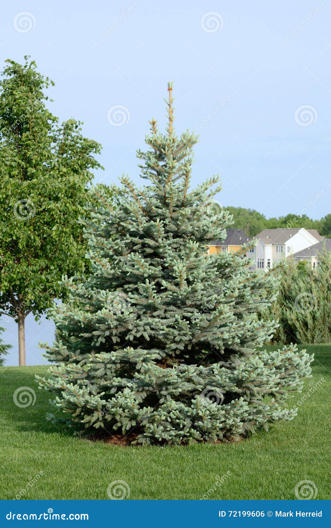 a blue spruce tree