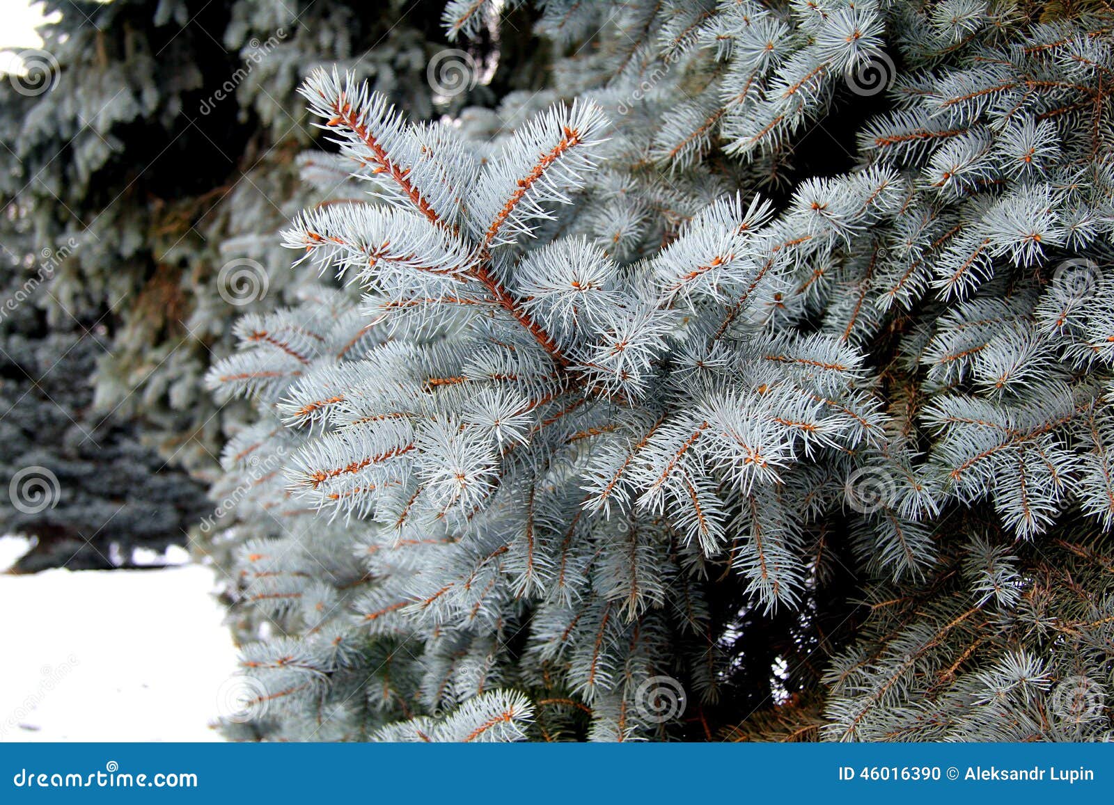 Blue spruce stock photo. Image of blue, spruce, christmas 46016390