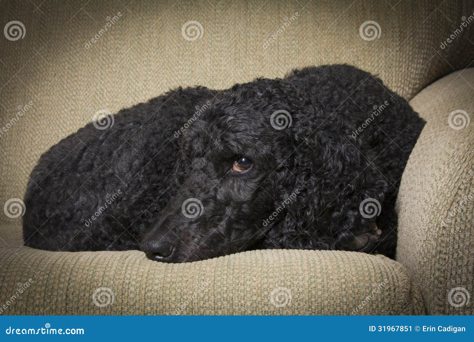 Blue Standard Poodle 2 stock image. Image of attentive 31967851